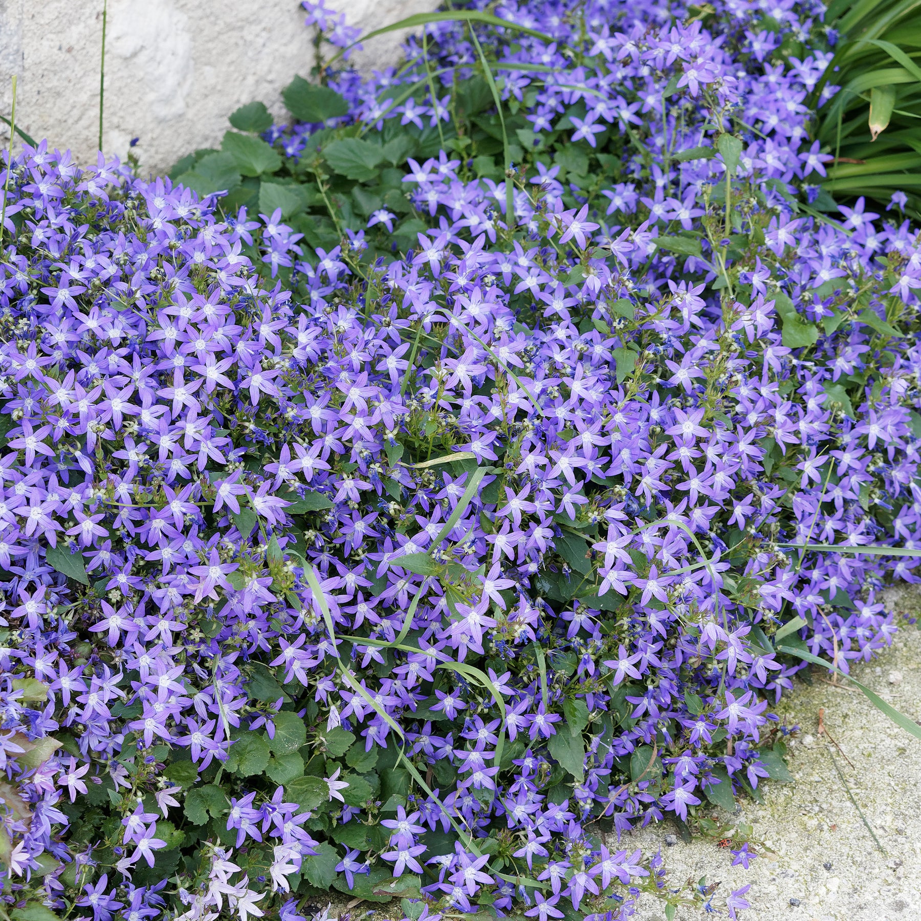 Collection de 15 plantes vivaces rampantes - 2 m² - Saponaria ocymoides, Campanula poscharskyana, Sedum acre, Phlox subulata - Plantes vivaces