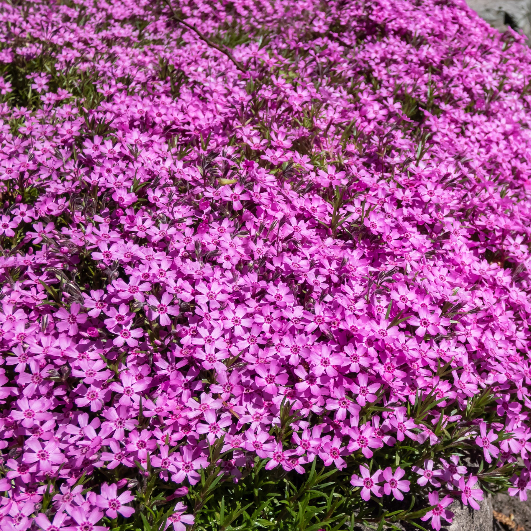 Saponaria ocymoides, Campanula poscharskyana, Sedum acre, Phlox subulata