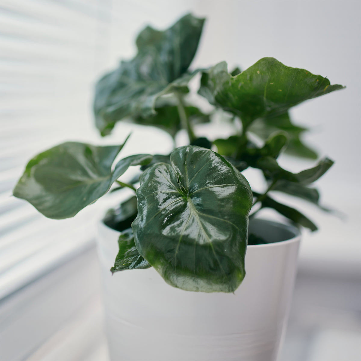 Philodendron Monstera Atom - Philodendron Monstera Atom - Willemse