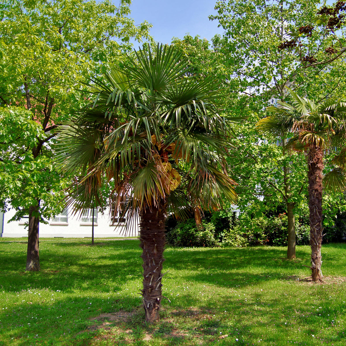 Palmier de Chine - Trachycarpus fortunei