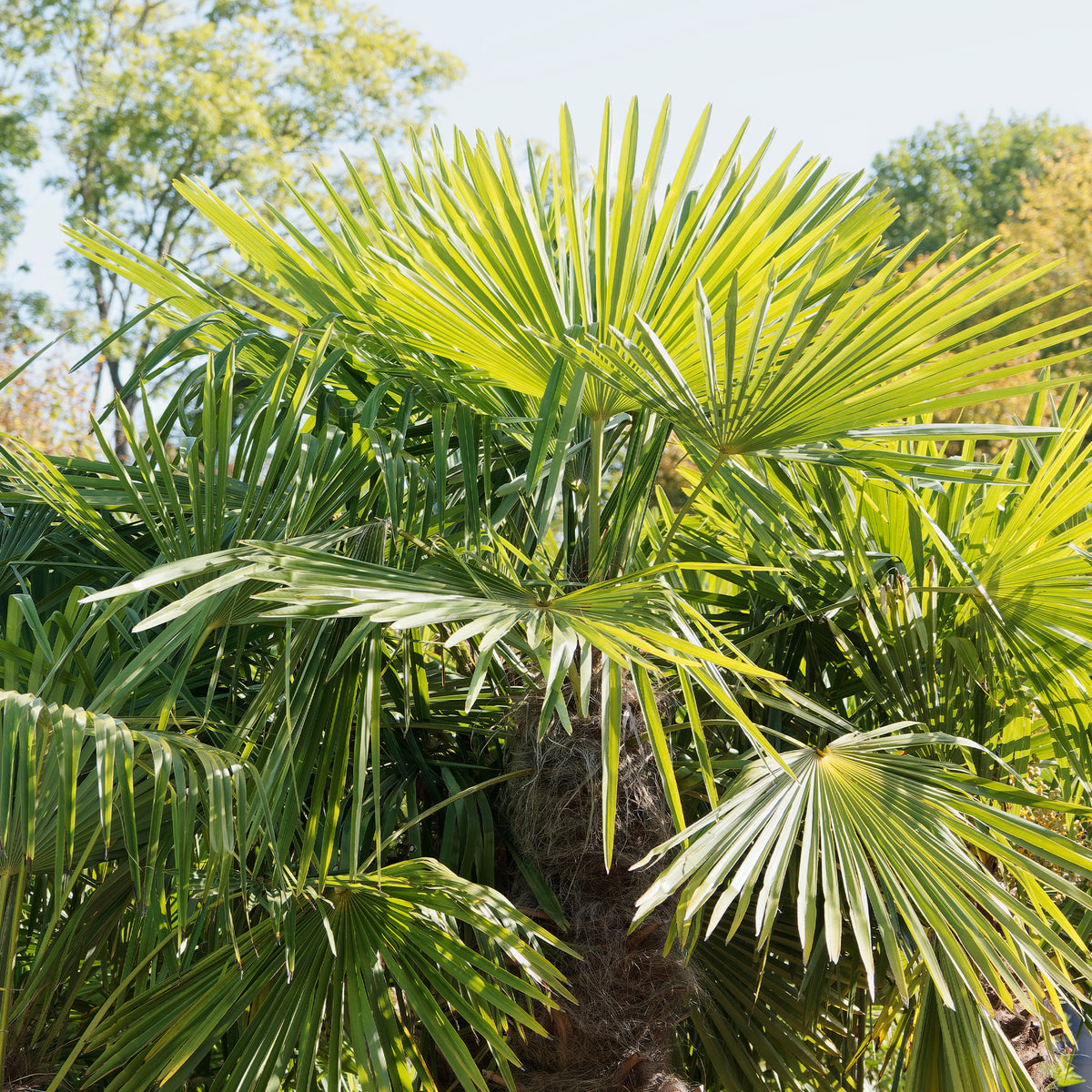 Palmier de Chine - Trachycarpus fortunei