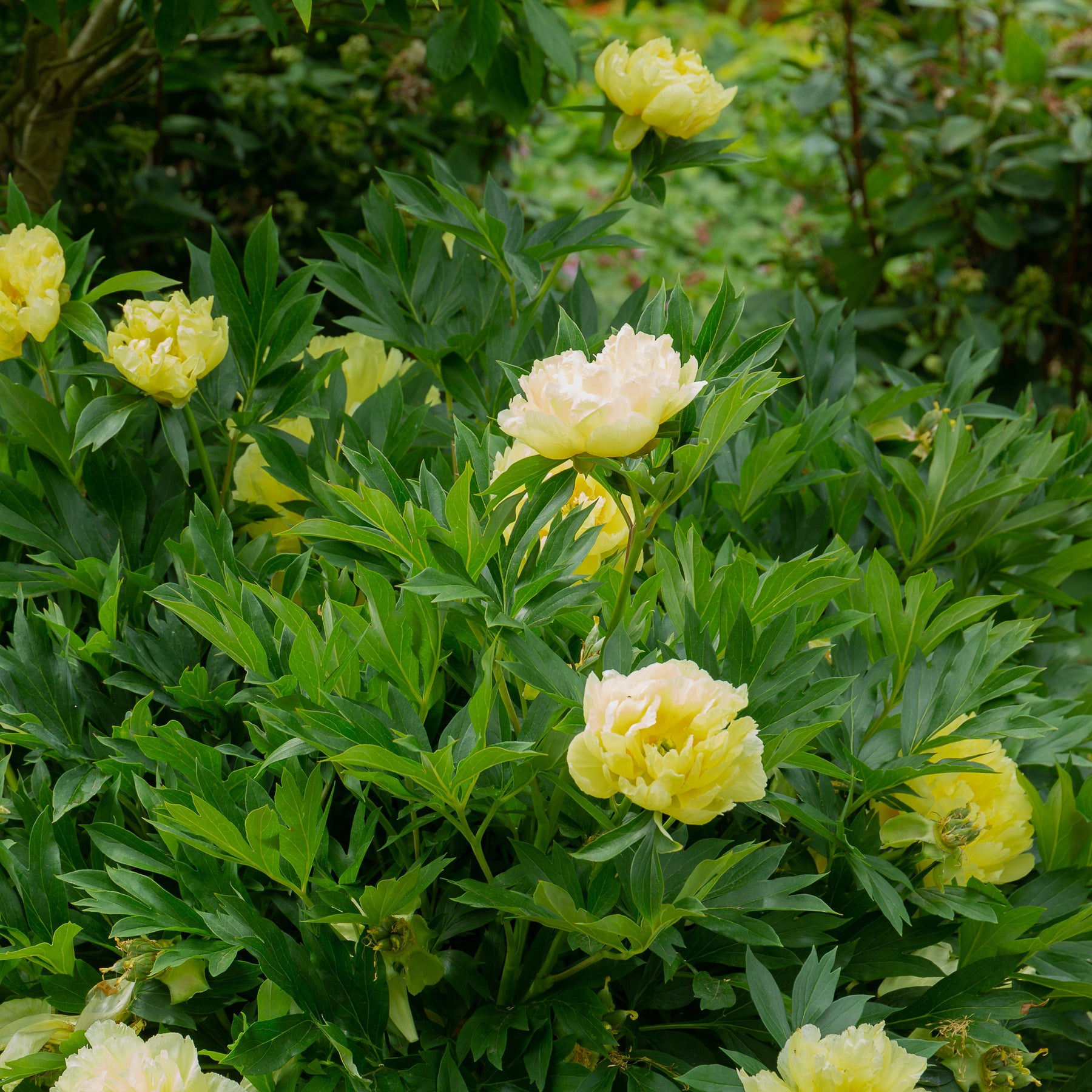 Pivoine Itoh Bartzella - Paeonia itoh bartzella - Pivoines