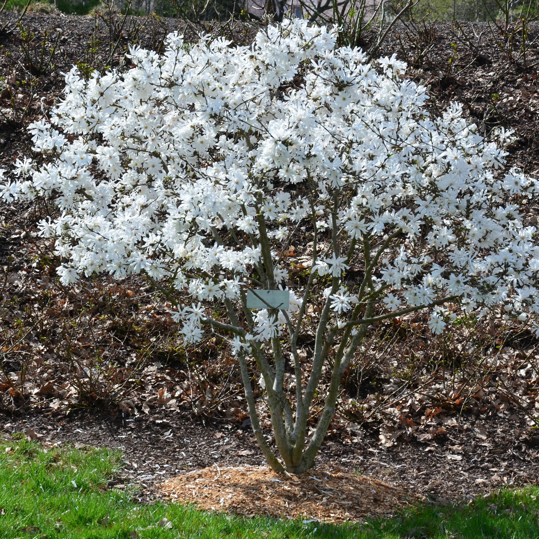 Magnolia étoilé