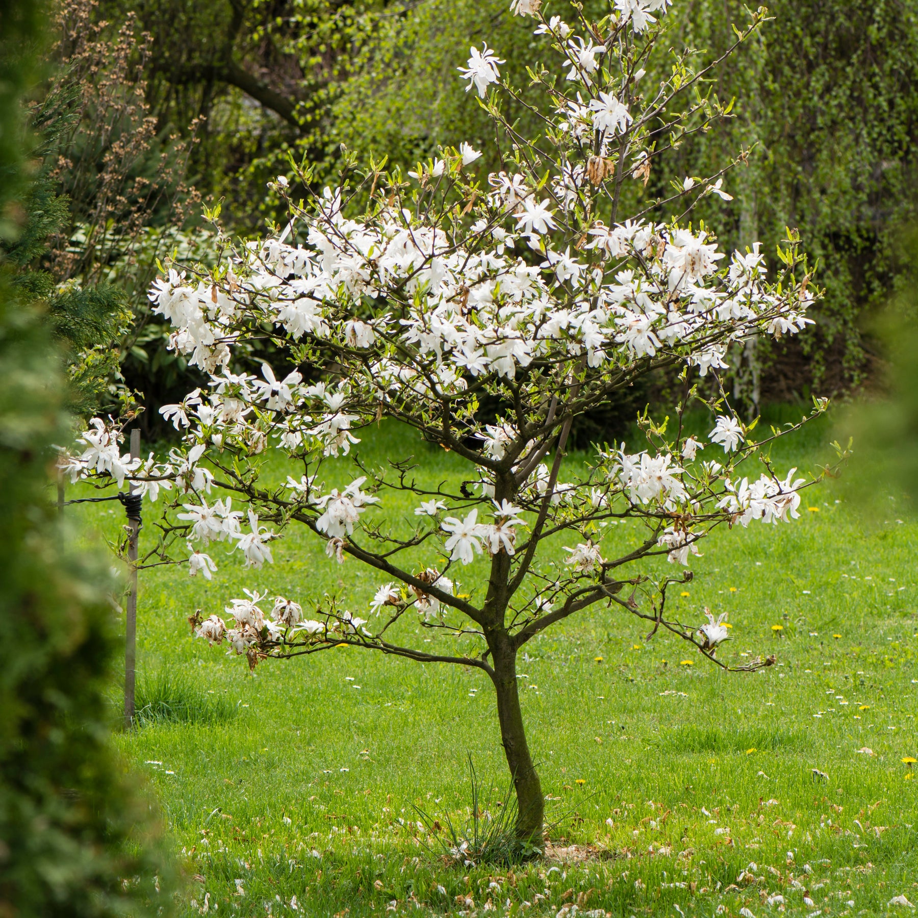 Magnolia étoilé