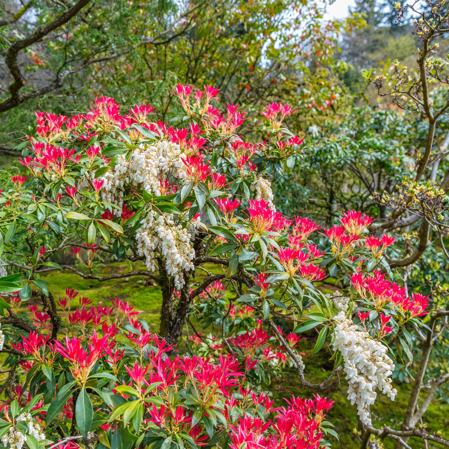 Pieris Forest flame