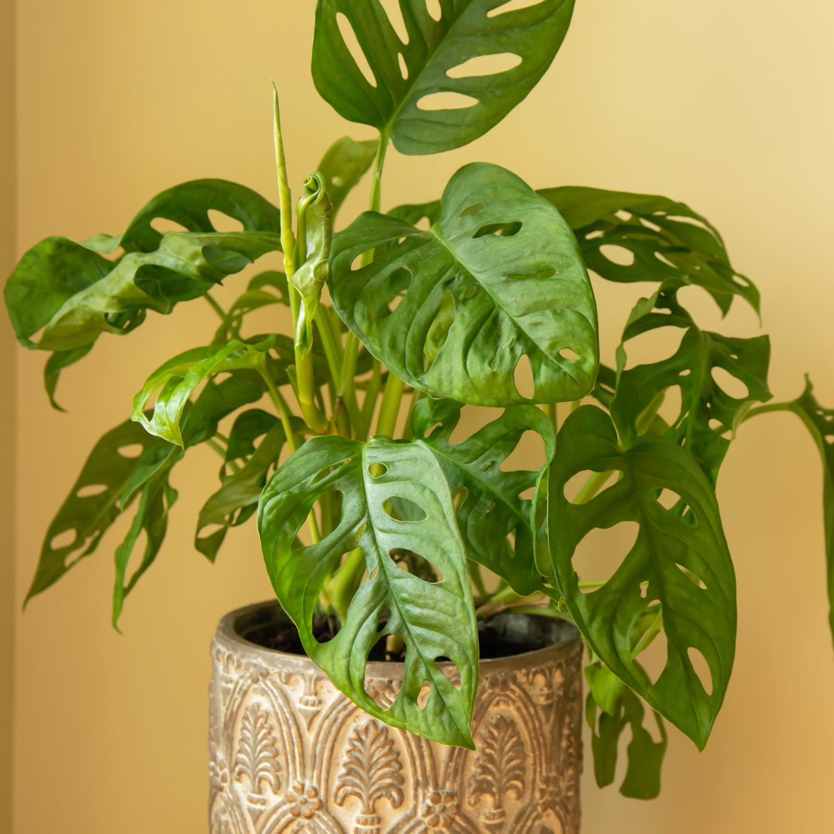 Philodendron Monstera Monkey Mask