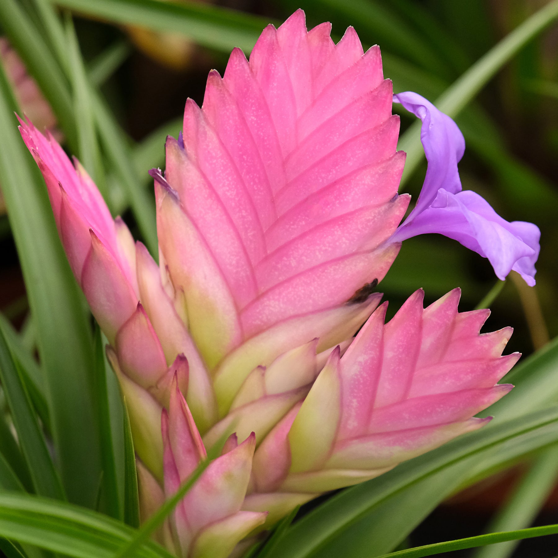 Tillandsia bleu