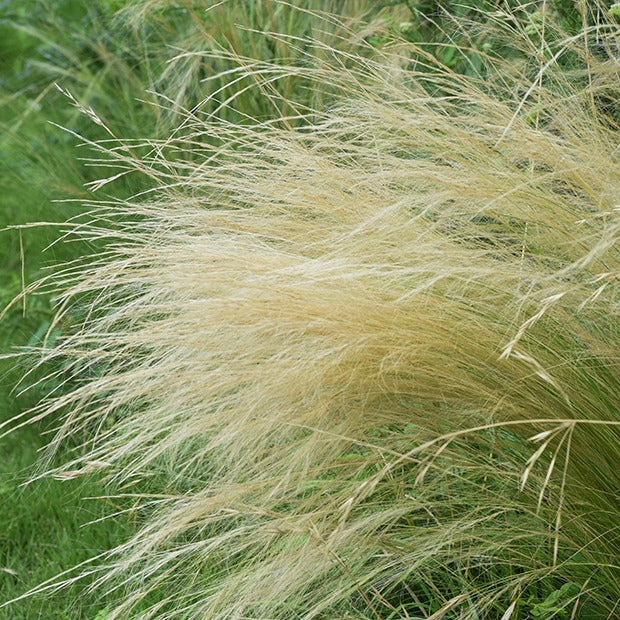 Stipa tenuissima - Cheveux d'ange - Stipa tenuissima