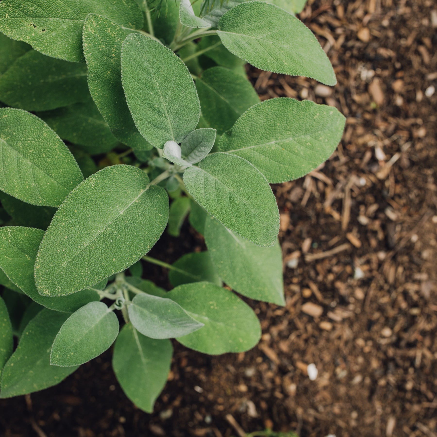 Plant de Sauge officinale