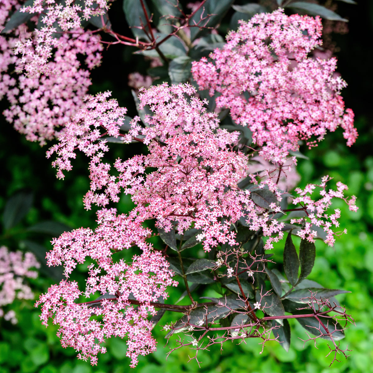 Sureau noir Thundercloud - Sambucus nigra Thundercloud - Willemse