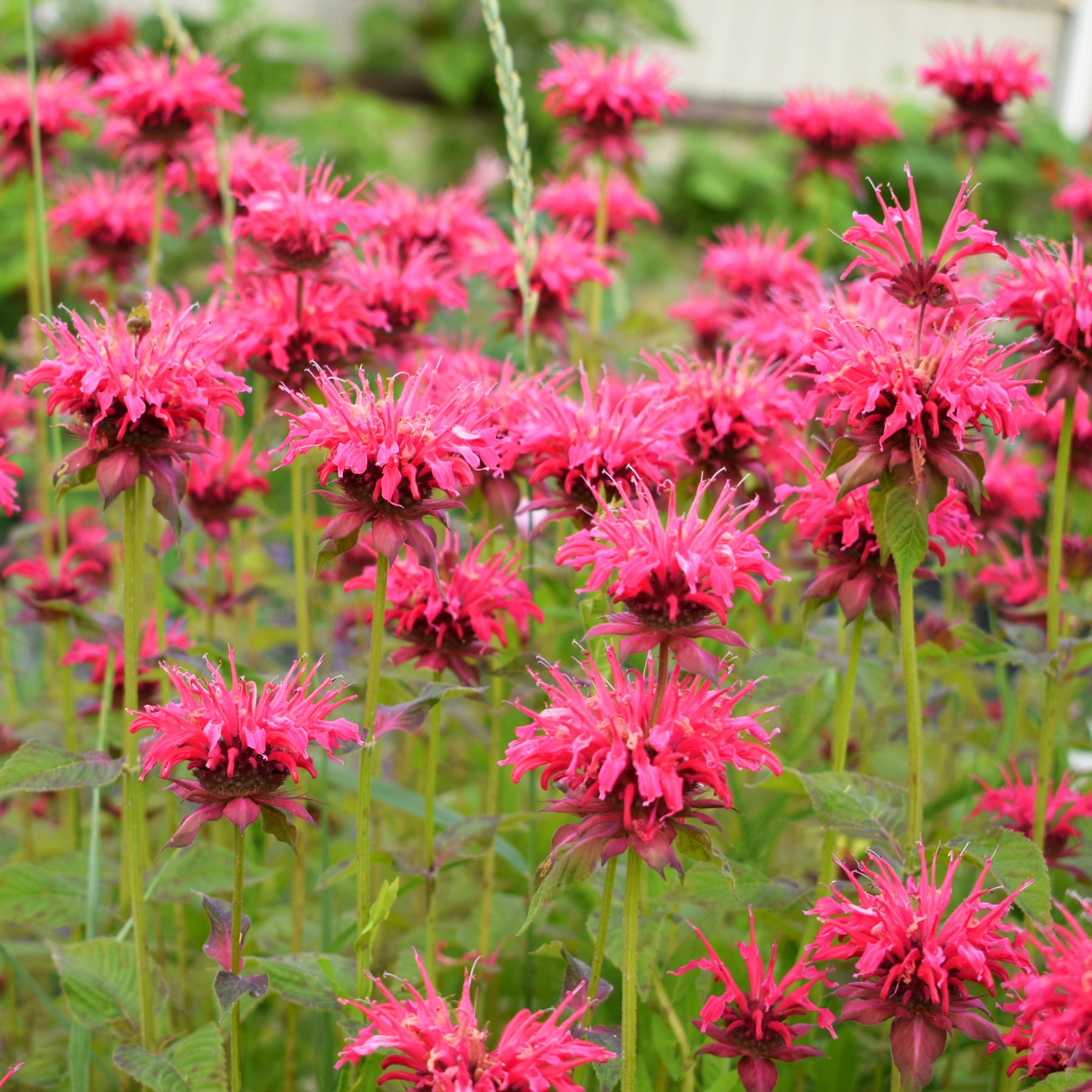 Helenium, Monarda,  Phlox paniculata, Rudbeckia Goldstrum, Gypsophila paniculata, Liatris spicata, Solidago, Astilbe