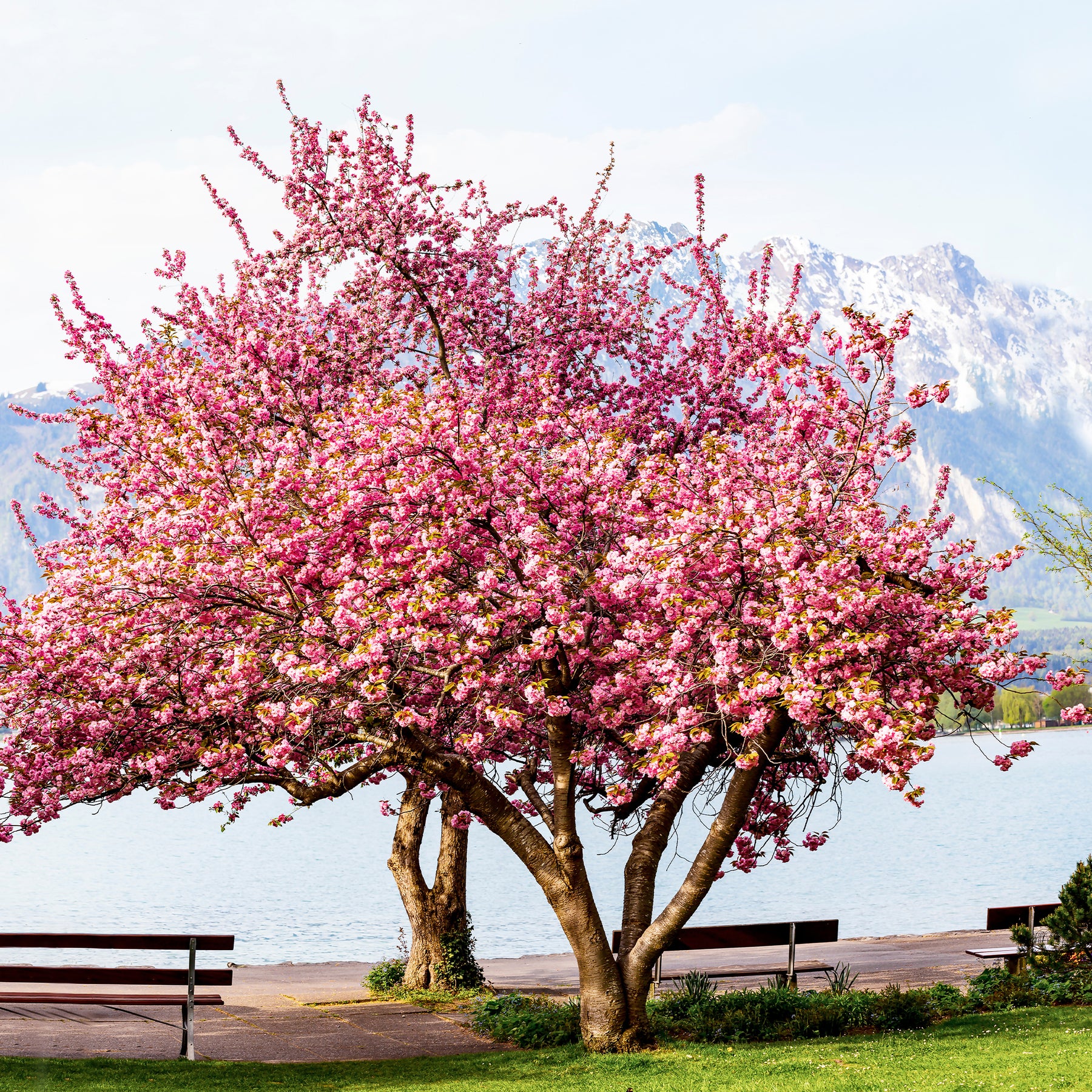 Prunus serrulata kanzan