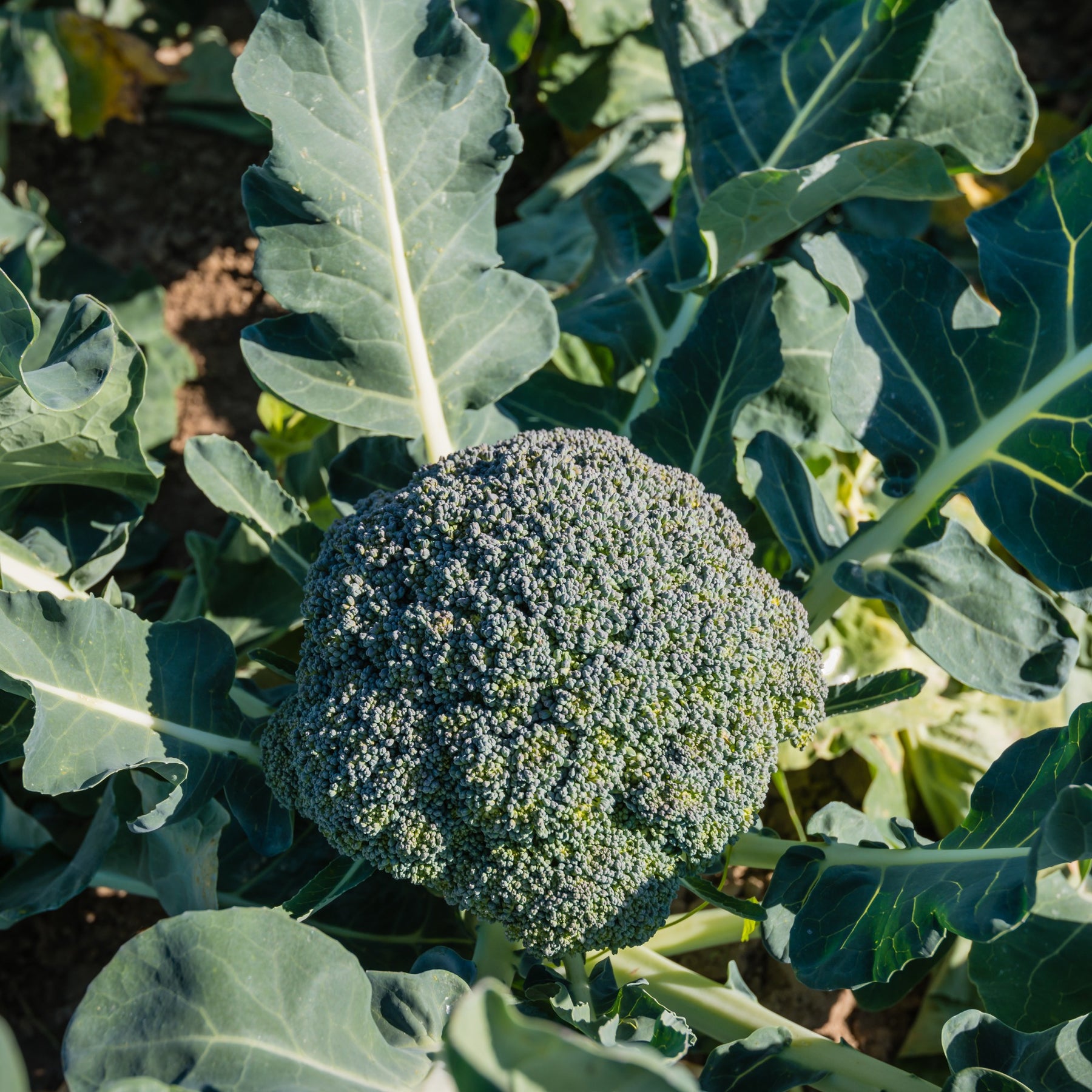 Chou brocoli Calabrese Natalino Bio