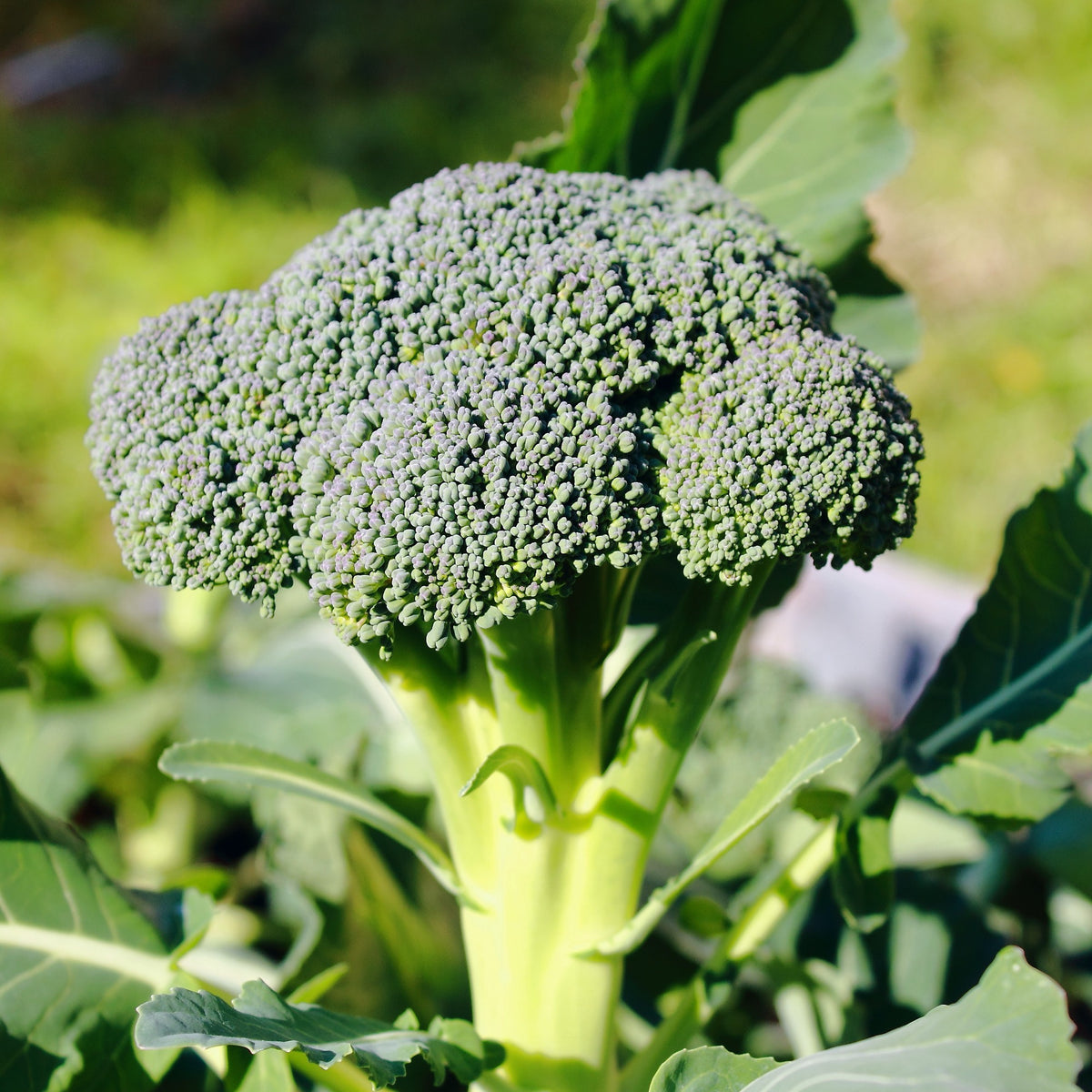 Brocoli 'Calabrese Natalino' - Brassica oleracea Calabrese Natalino Bio - Willemse