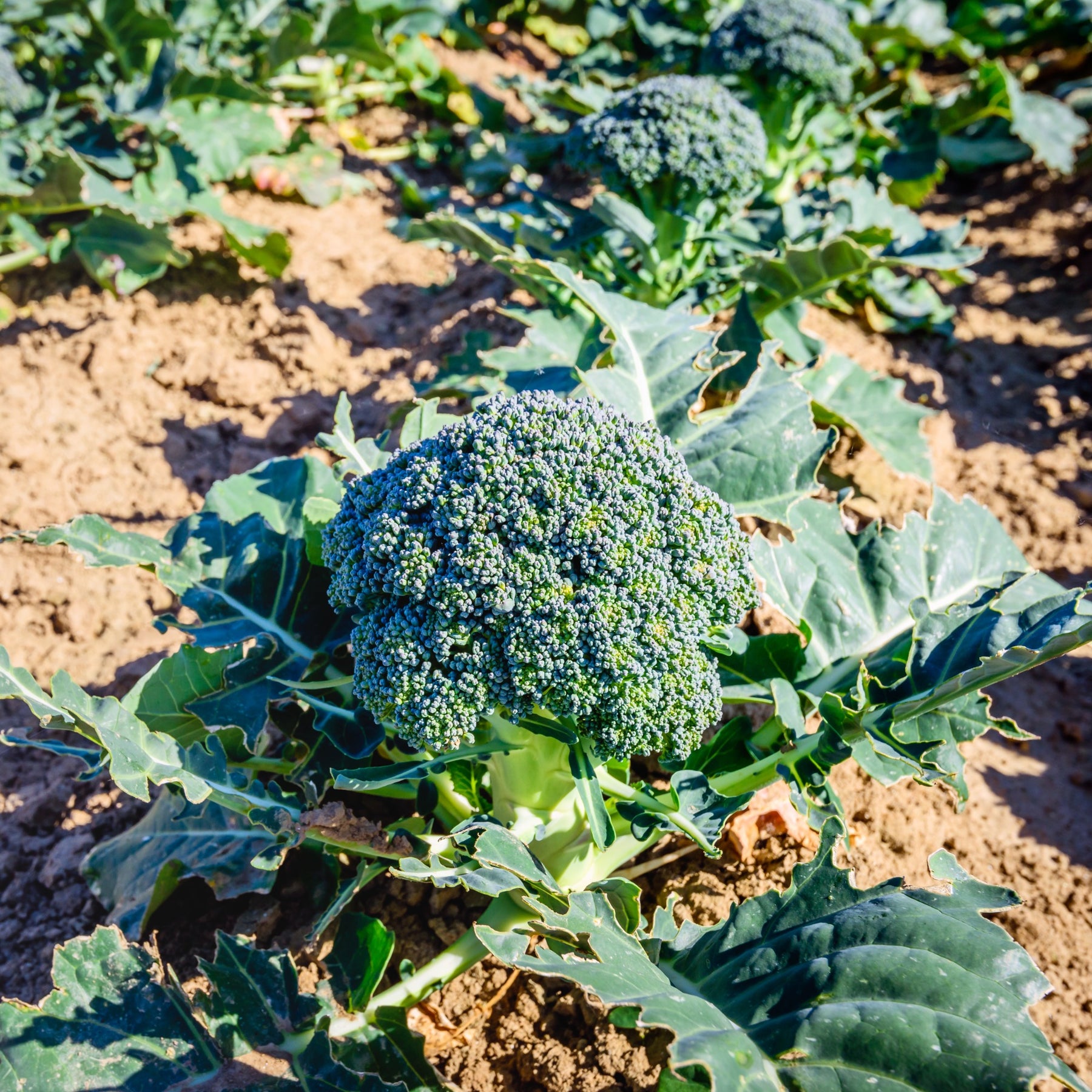 Chou brocoli Calabrese Natalino Bio