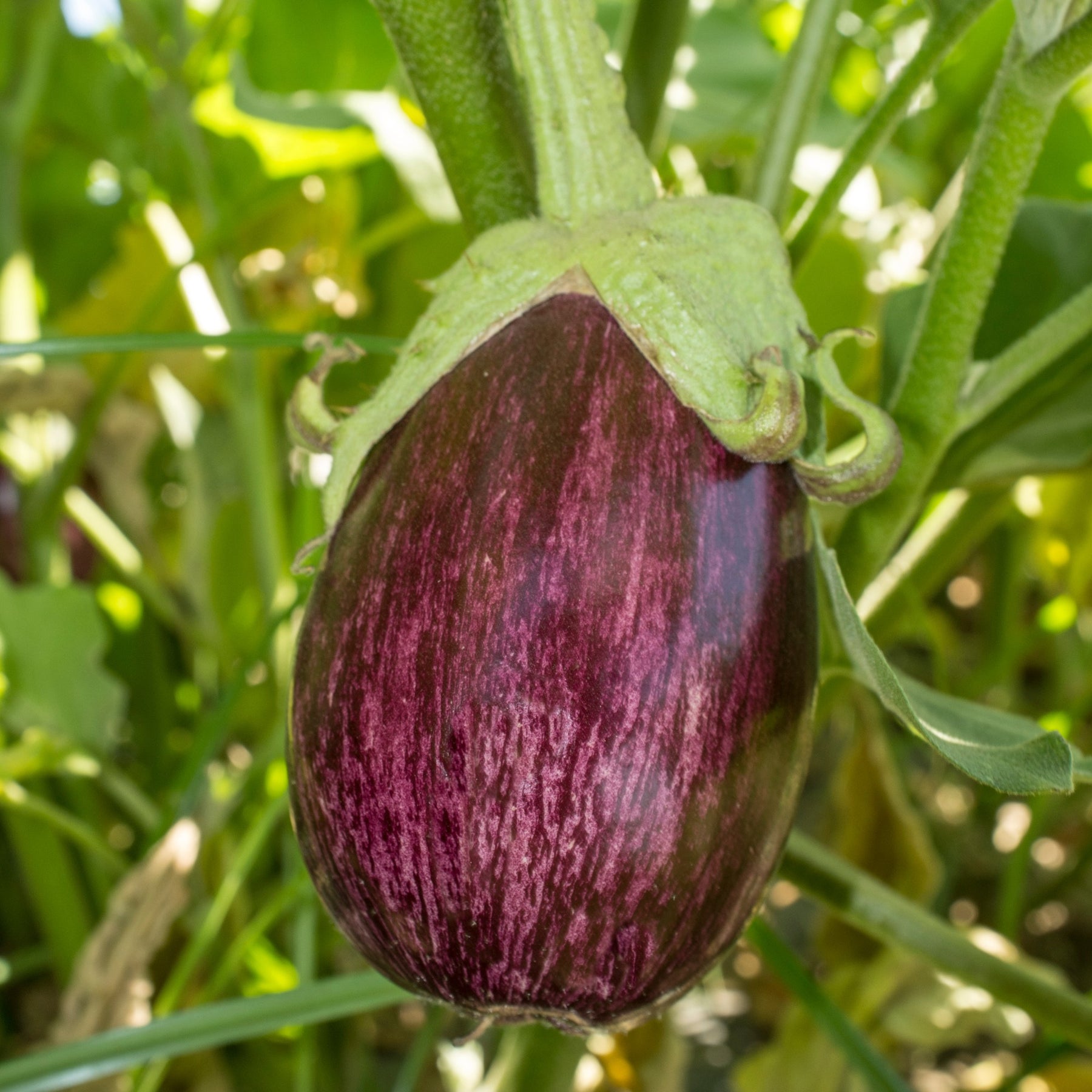 Aubergine Listada de Gandia