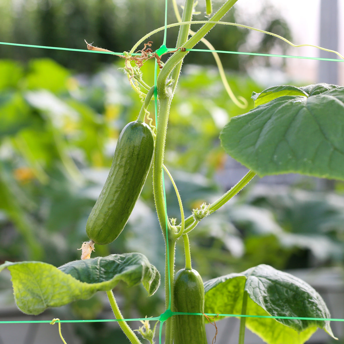 Concombre mini Broumana F1 - Cucumis sativus mini broumana f1 - Willemse