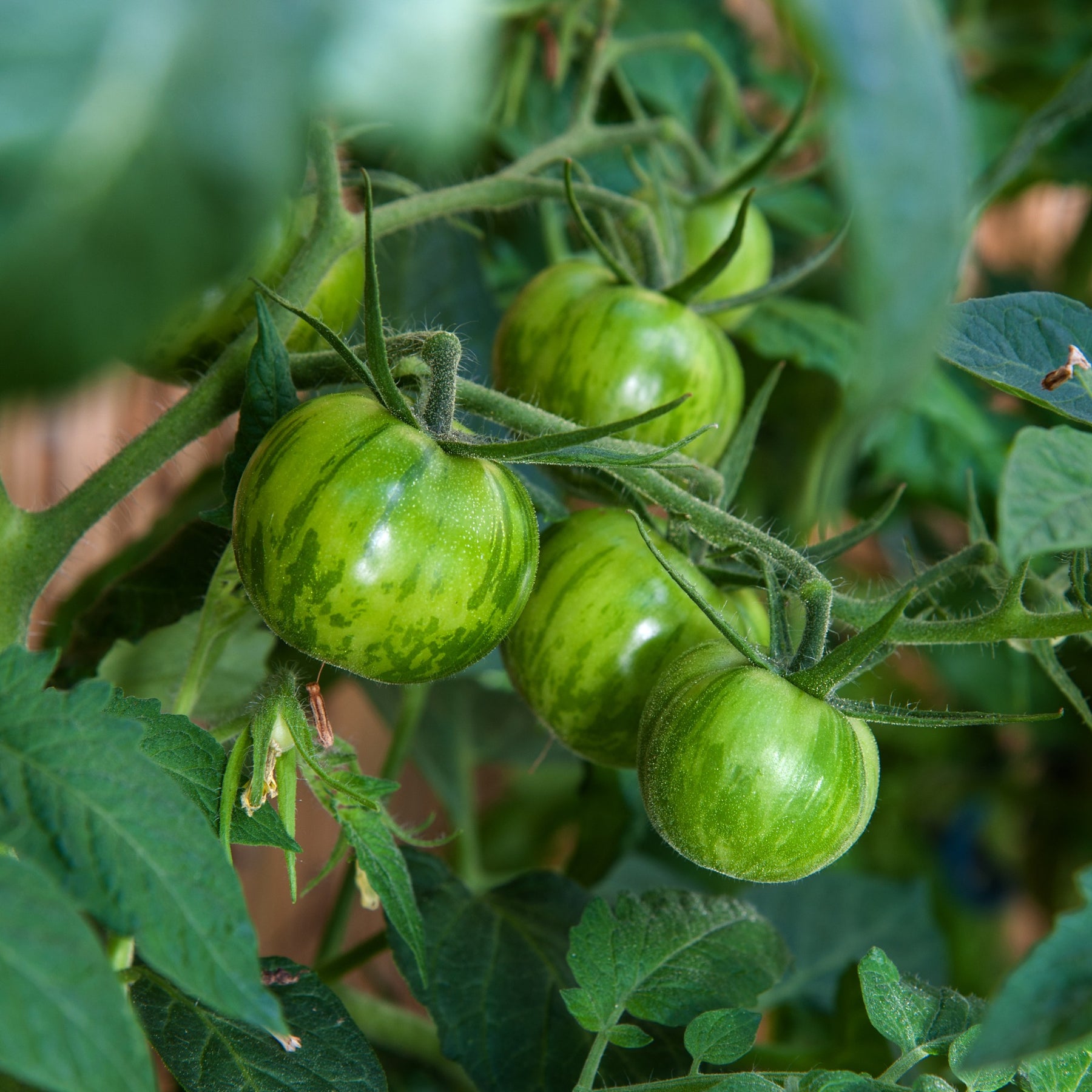 Tomate Green Zebra