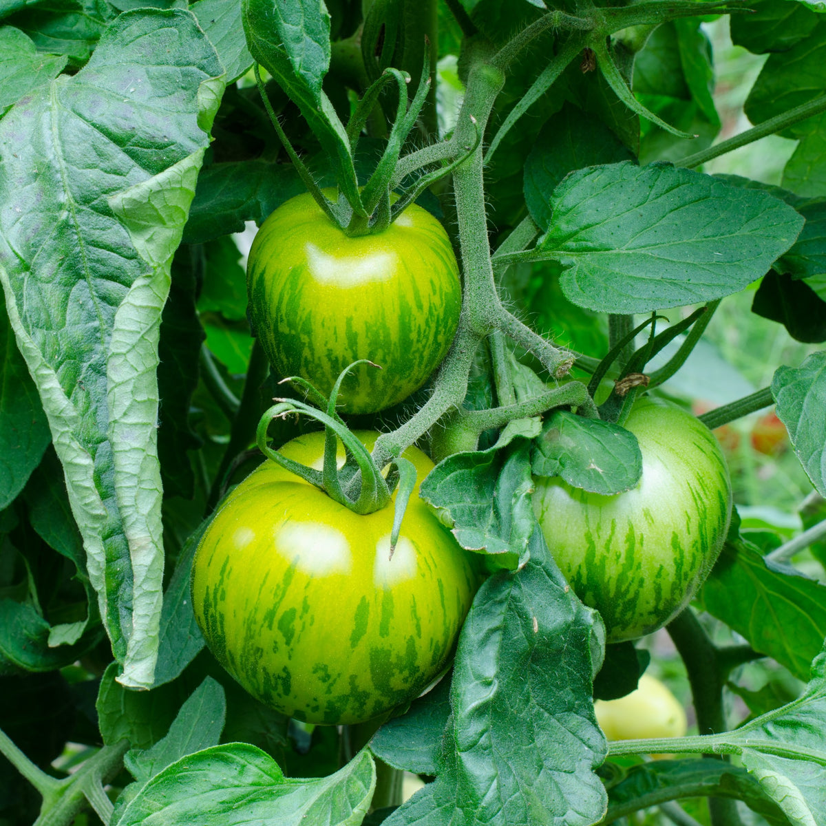 Tomate Green Zebra - Lycopersicon lycopersicum Green Zebra - Willemse
