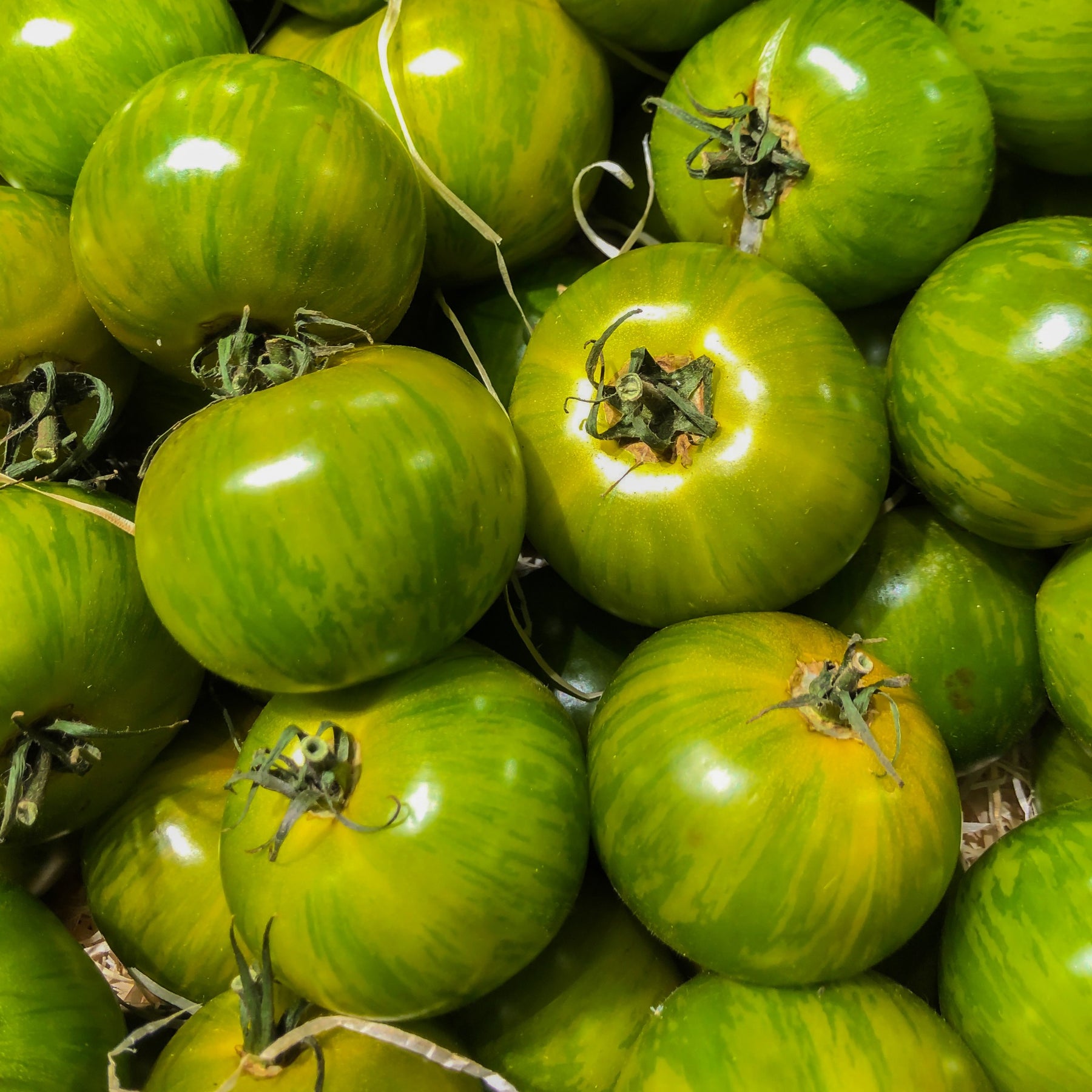 Tomate Green Zebra