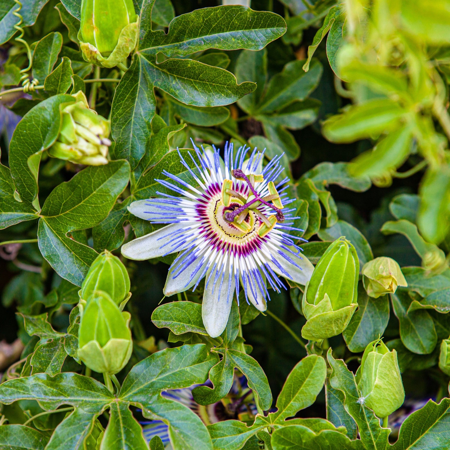 Passiflore bleue