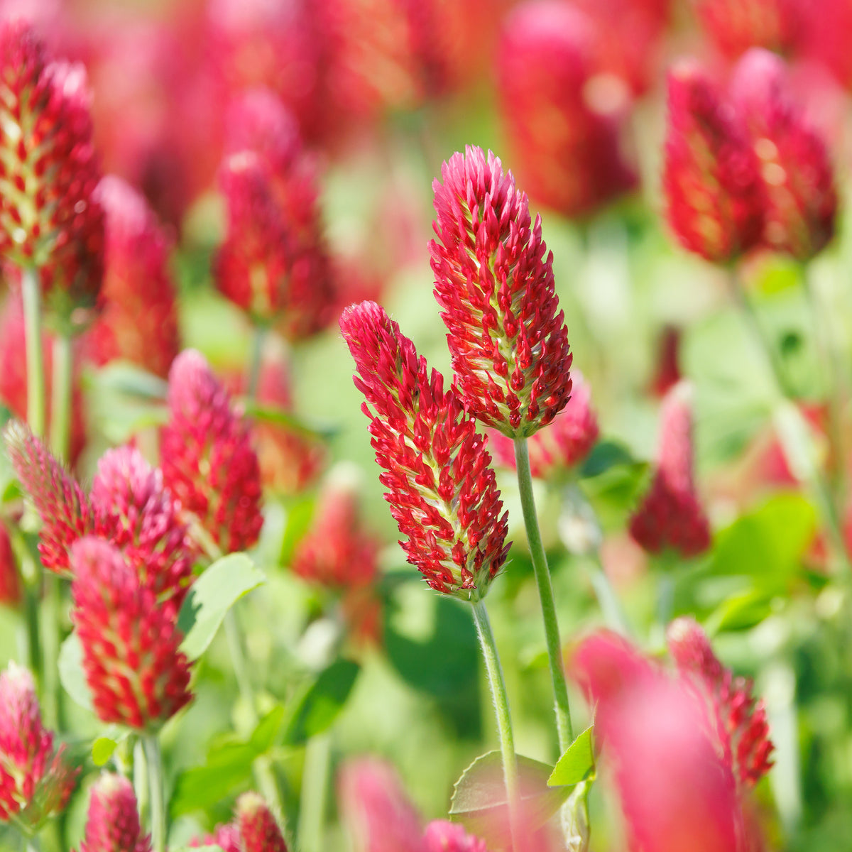 Trèfle rouge Bio - Trifolium incarnatum - Willemse
