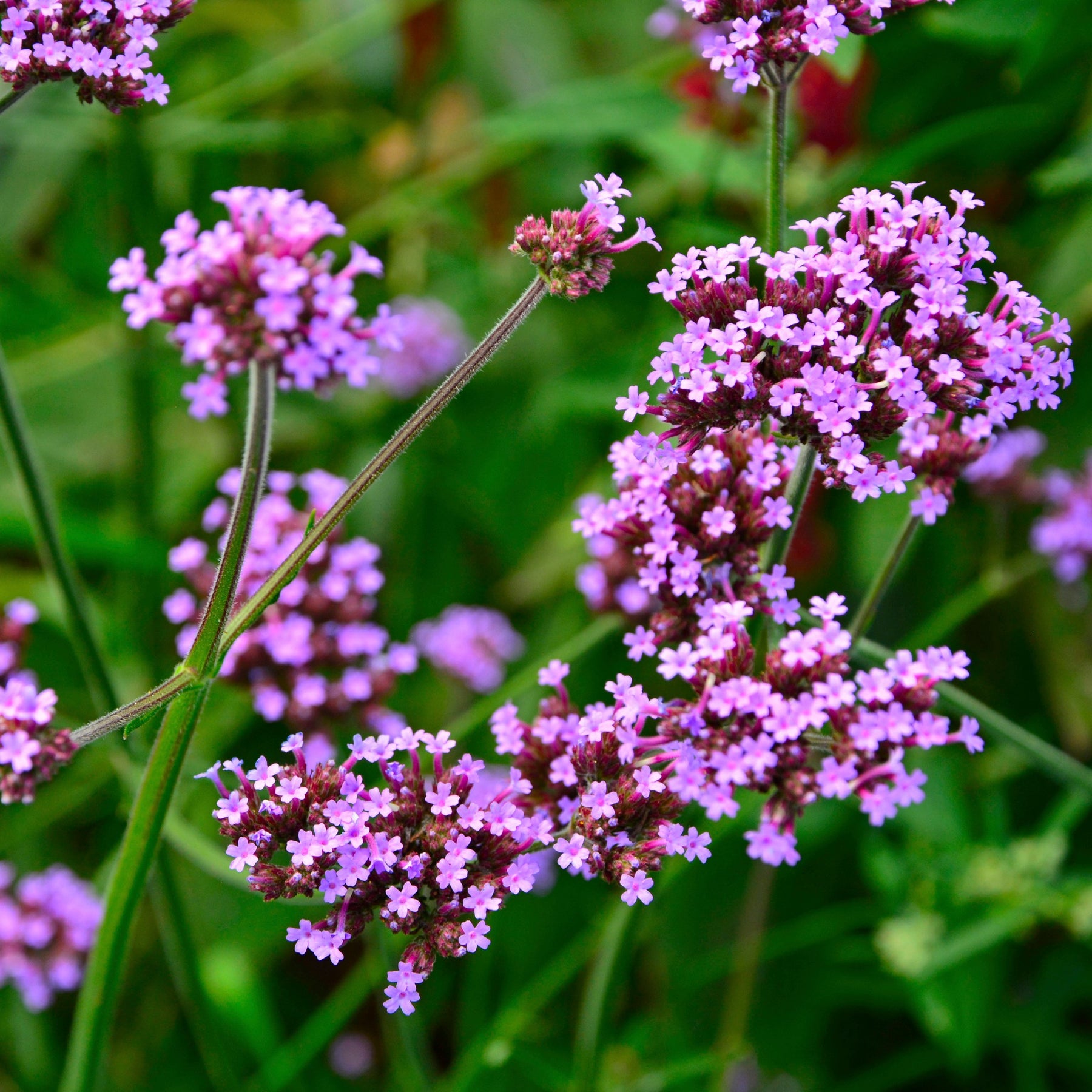 Verveine de Buenos Aires