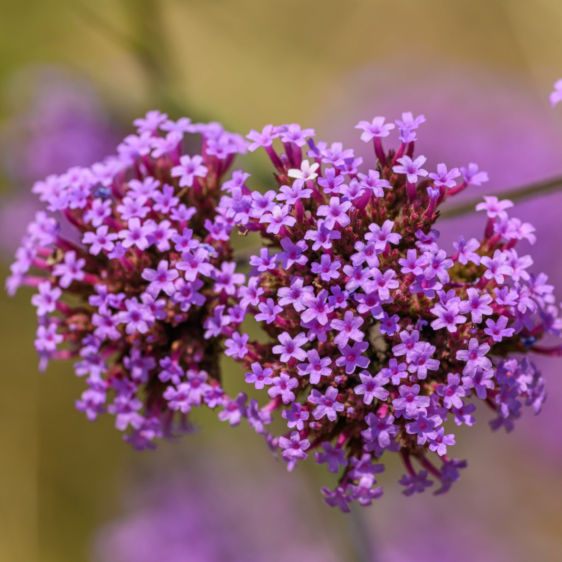 Verveine de Buenos Aires