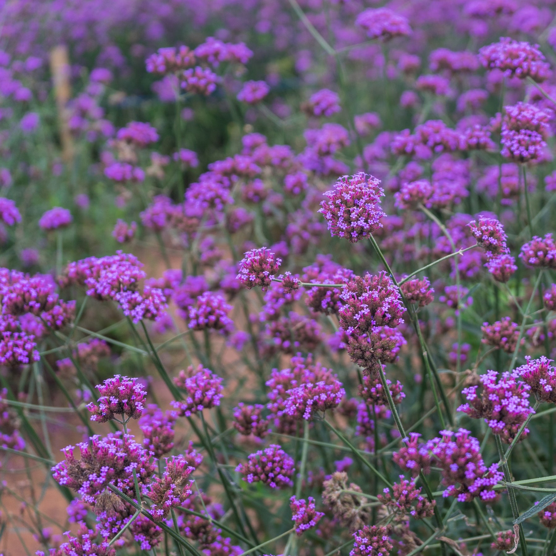 Verveine de Buenos Aires