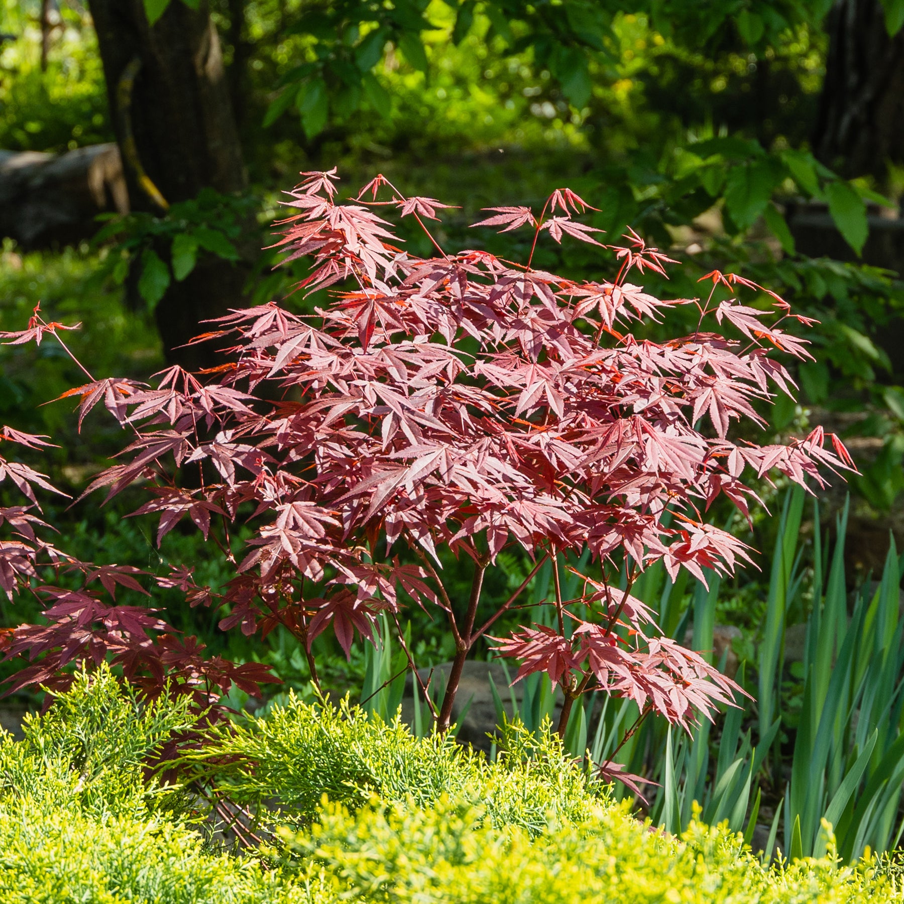 Collection de 2 arbustes : érable pourpre et oranger du Mexique doré - Acer palmatum Atropurpureum , Choisya ternata Sundance Lich - Plantes