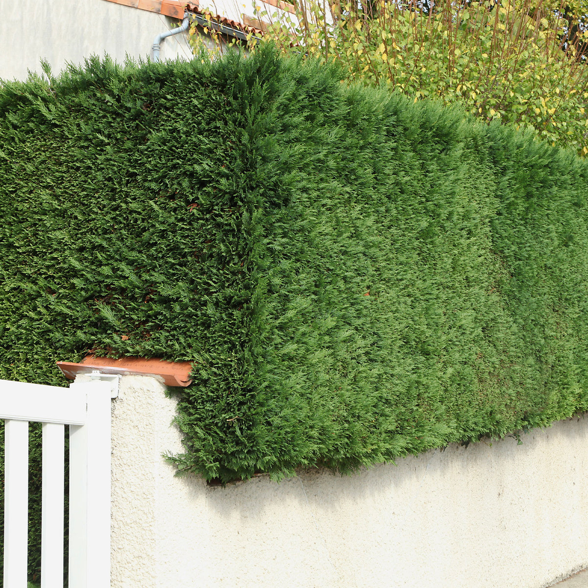 Cyprès de Leyland - Cupressus leylandii - Willemse