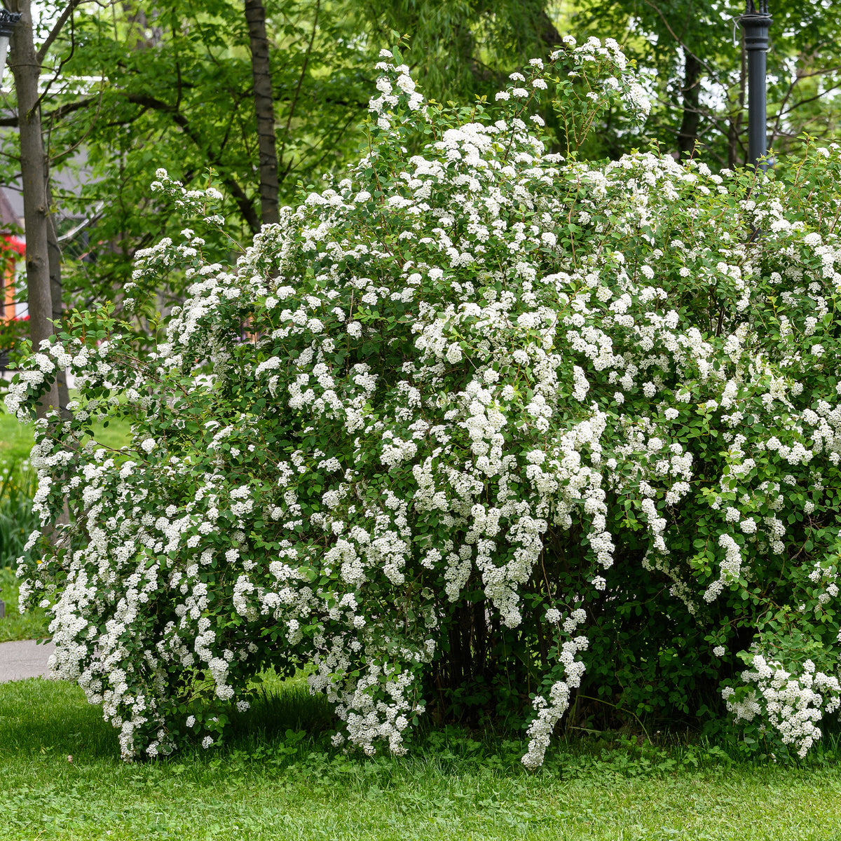 Spirée du Japon Snowmound - Spiraea nipponica Snowmound - Willemse