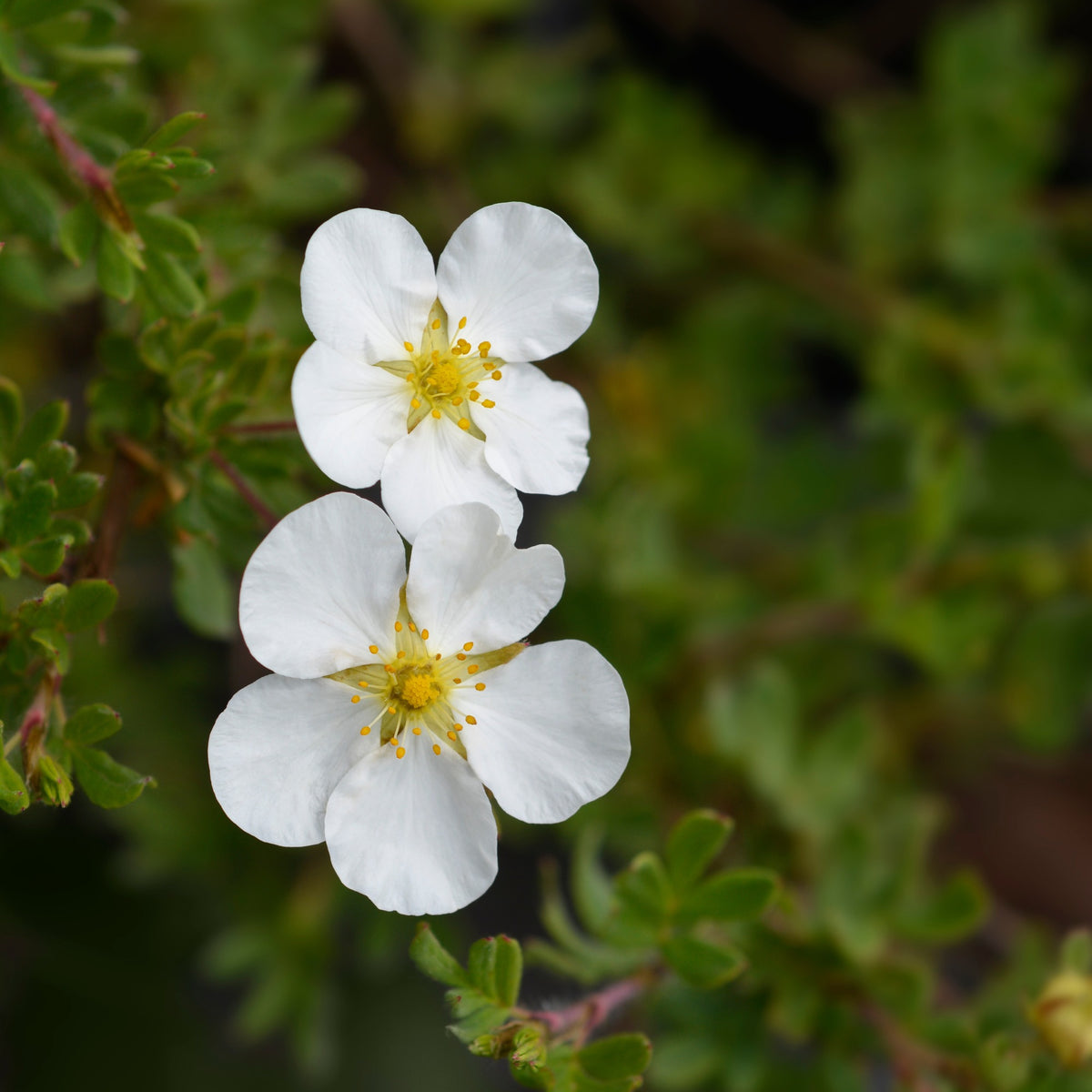 Potentille Abbotswood - Potentilla fruticosa Abbotswood - Willemse