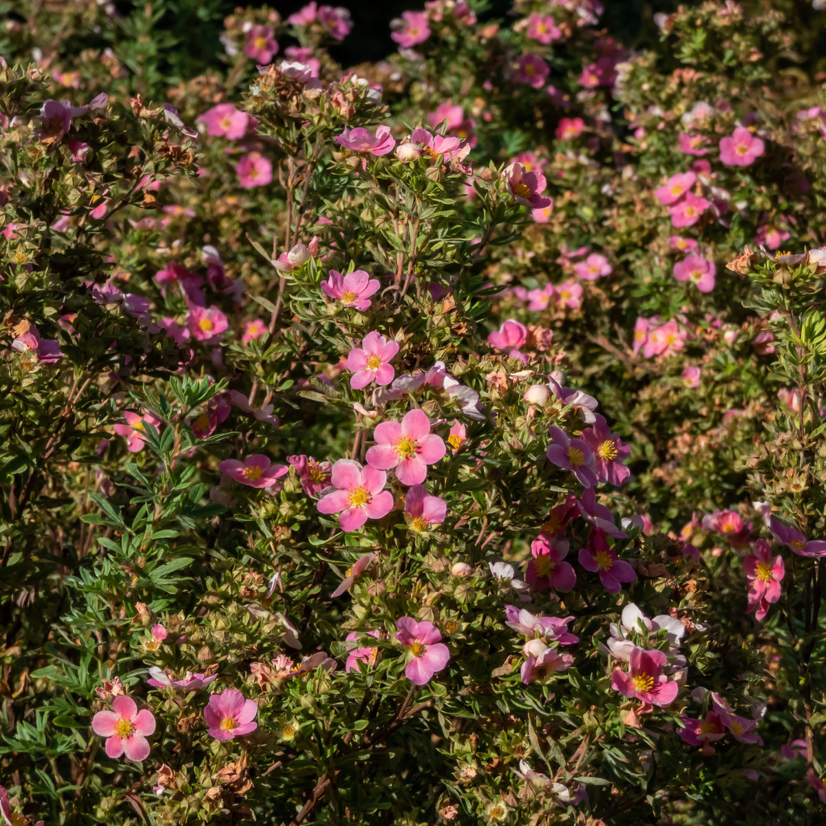 Potentille Bellissima - Potentilla fruticosa Bellissima - Willemse