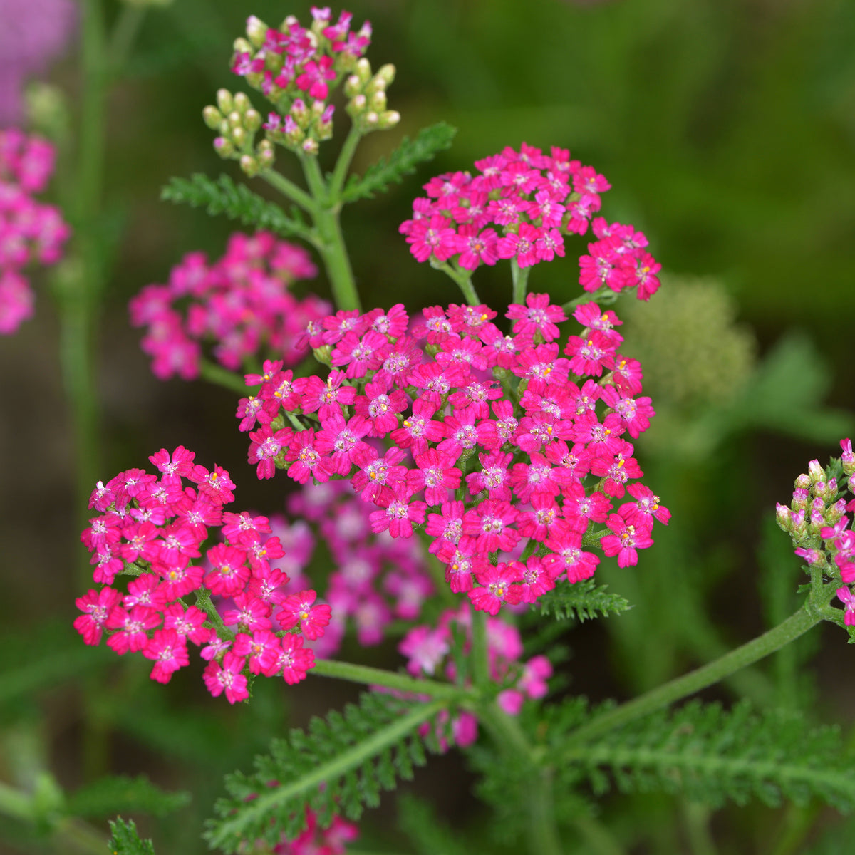 Achillée millefeuille Cerise Queen - Achillea millefolium Cerise Queen - Willemse