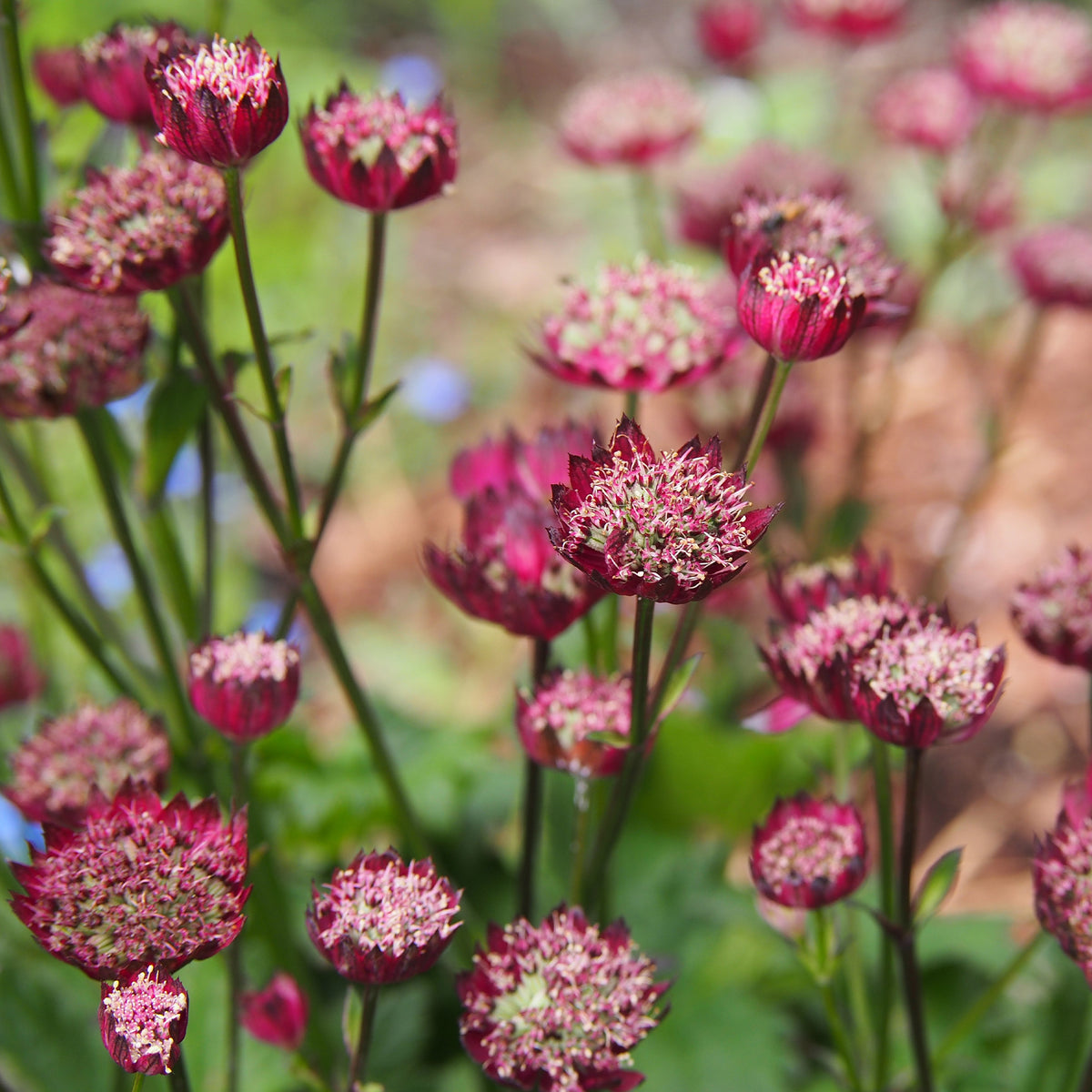 Grande astrance Moulin Rouge - Astrantia major Moulin Rouge - Willemse