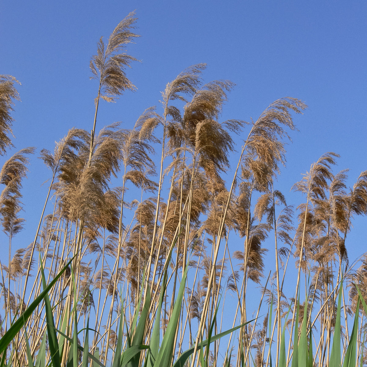 Roseau commun - Phragmites australis - Willemse