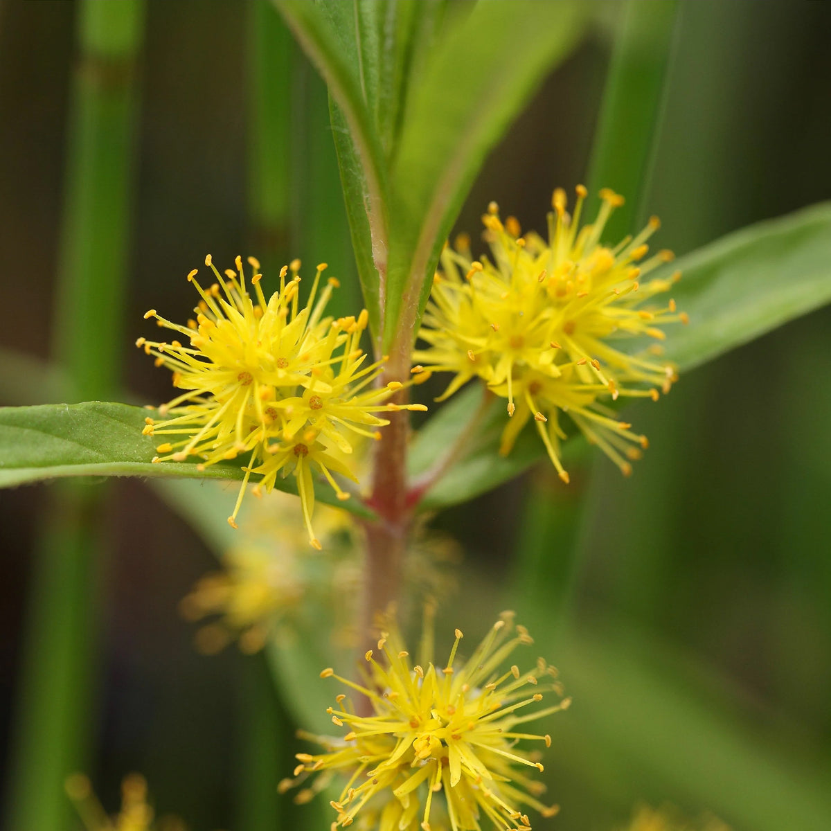 Lysimaque à fleurs en thyrse - Lysimachia thyrsiflora - Willemse
