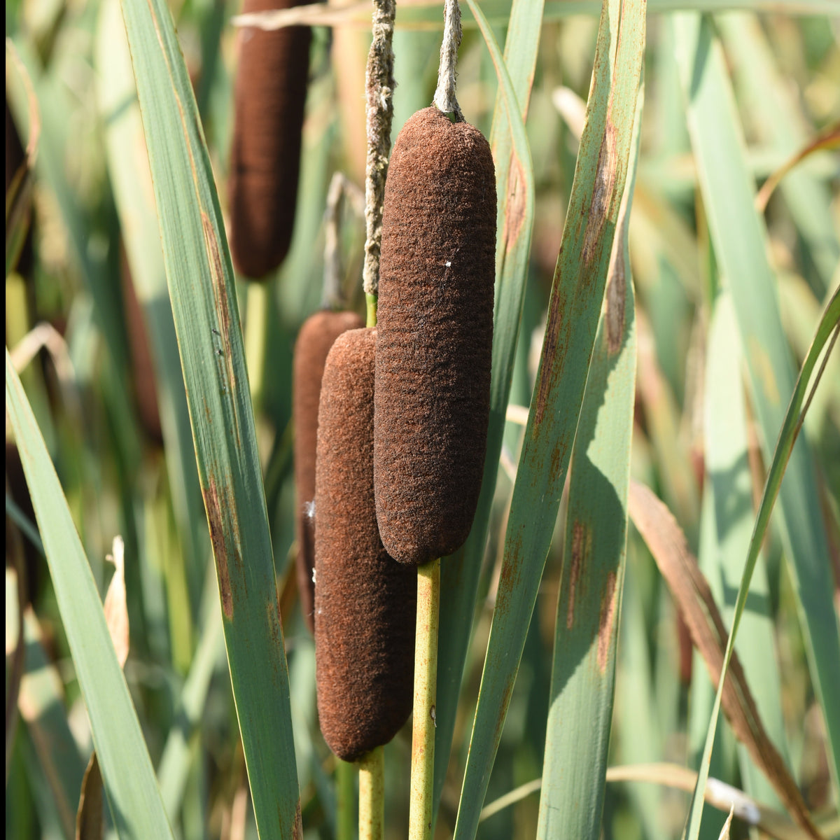Massette de Laxmann - Typha laxmannii - Willemse
