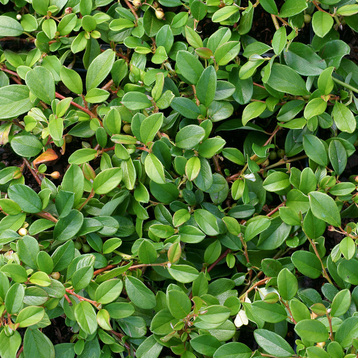 Cotoneaster de Dammer - Cotoneaster Dammeri - Willemse