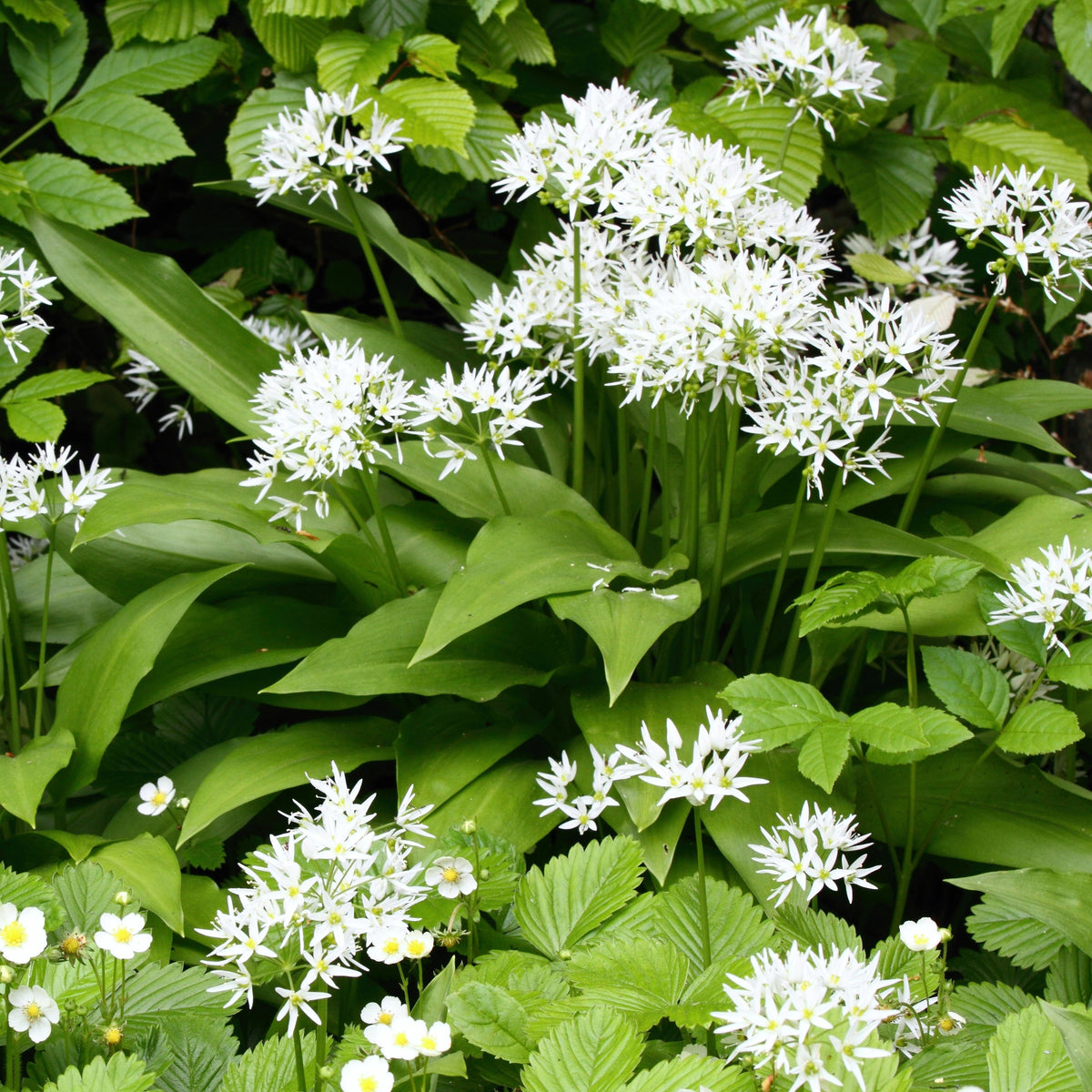 Ail des ours - Allium ursinum - Willemse