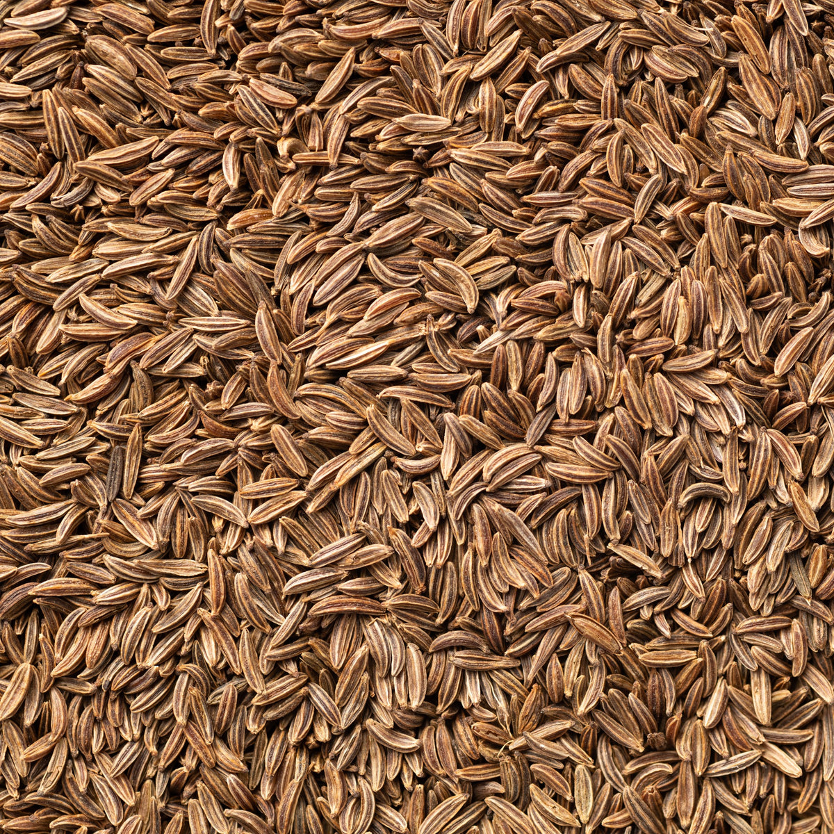 Cumin - Cumin - Willemse