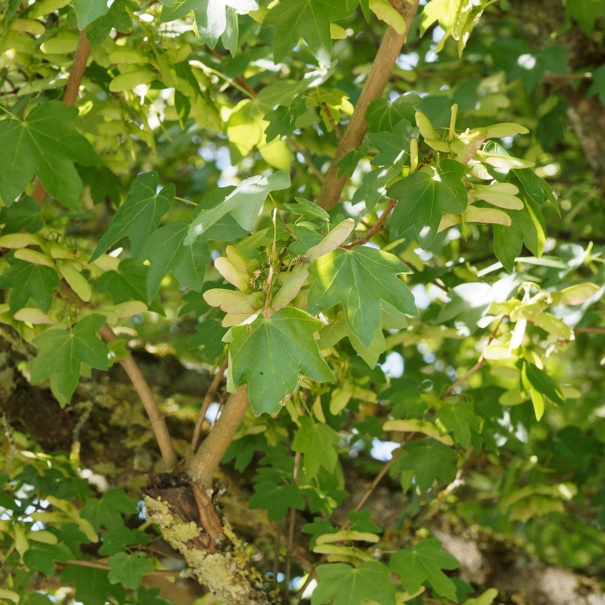 Erable champêtre - Acer campestre - Willemse