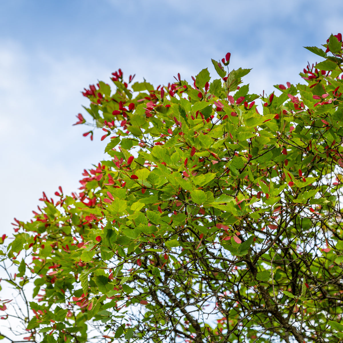 Erable du fleuve Amour - Acer ginnala - Willemse