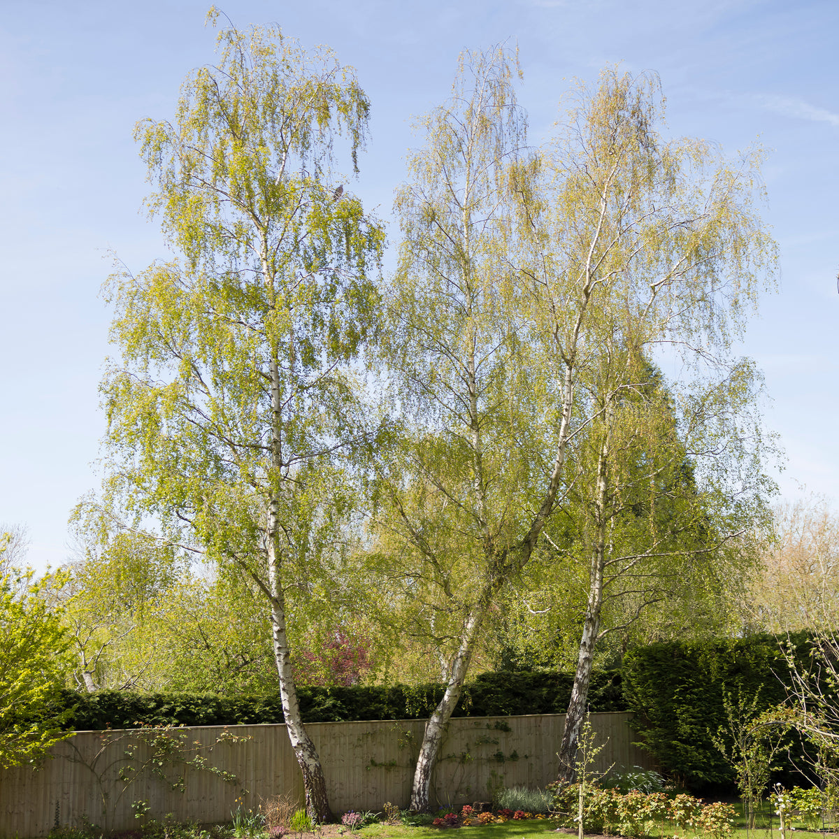 Bouleau commun - Betula pendula - Willemse