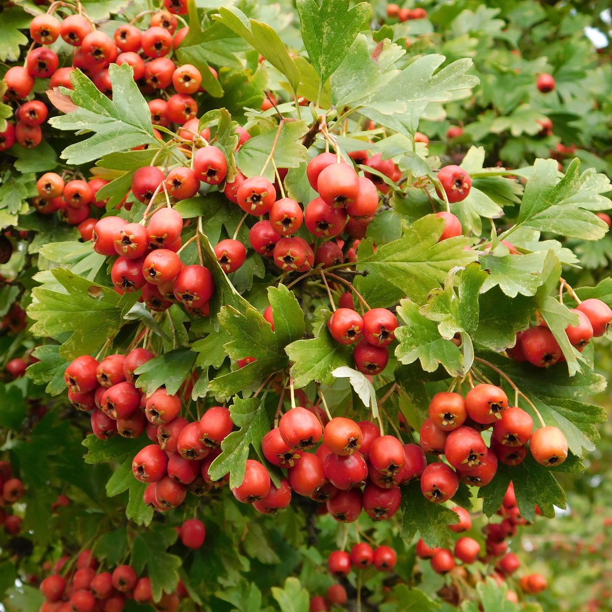 Aubépine - Crataegus monogyna - Willemse