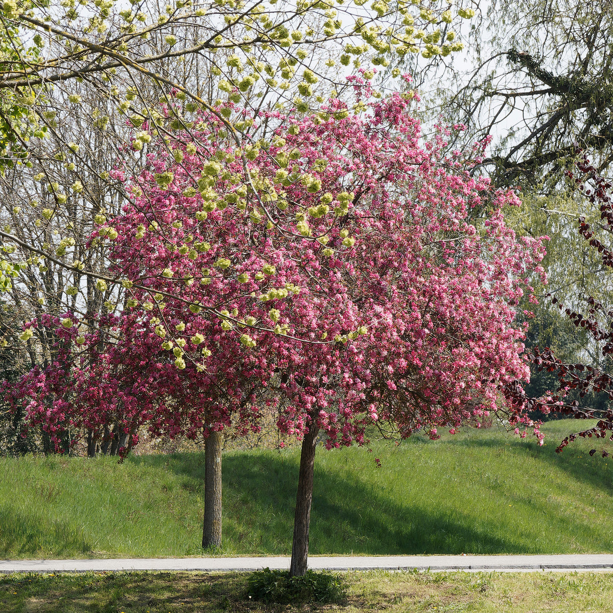 Malus 'liset' - Pommier d'ornement Liset - Pommier à fleurs