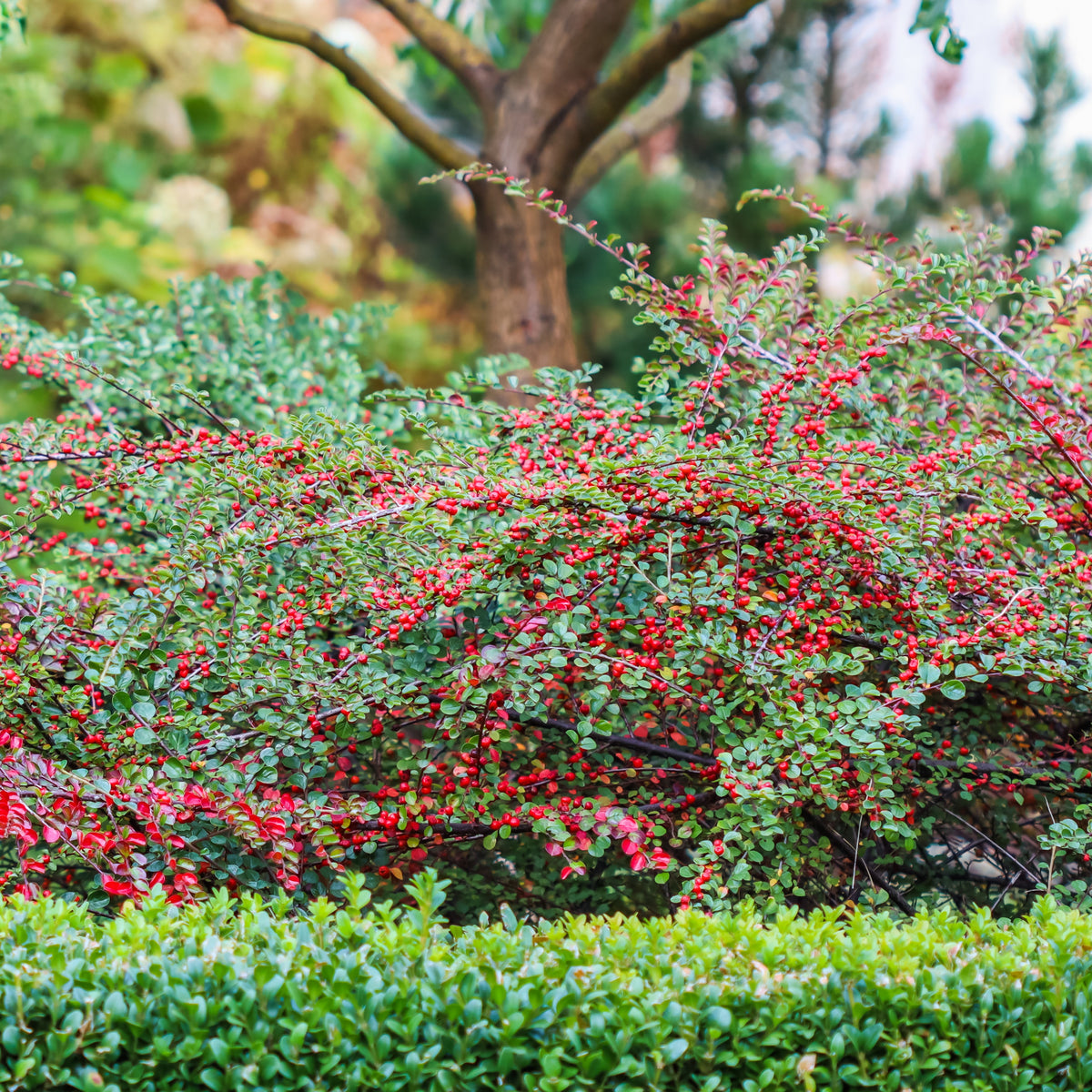 Cotoneaster rampant - Cotoneaster horizontalis - Willemse