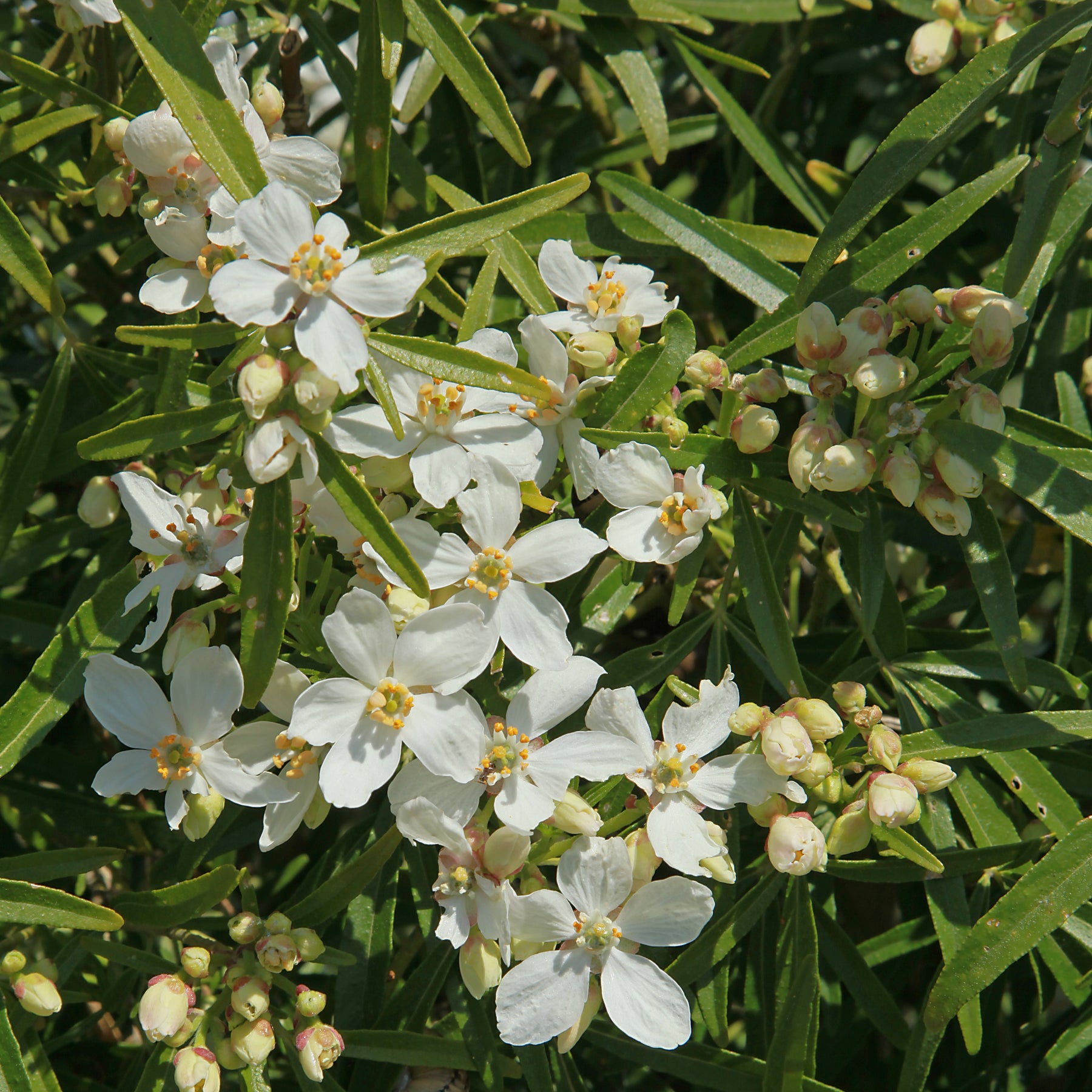 Oranger du Mexique White Dazzler