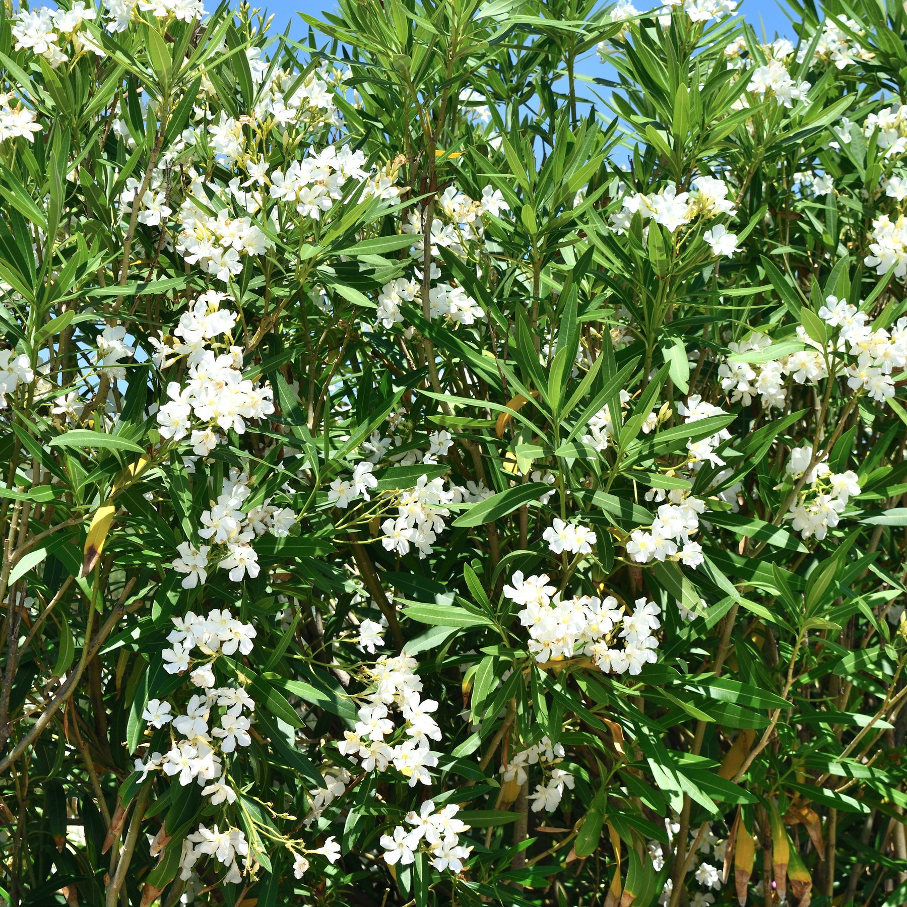 Laurier-rose  à fleurs blanches